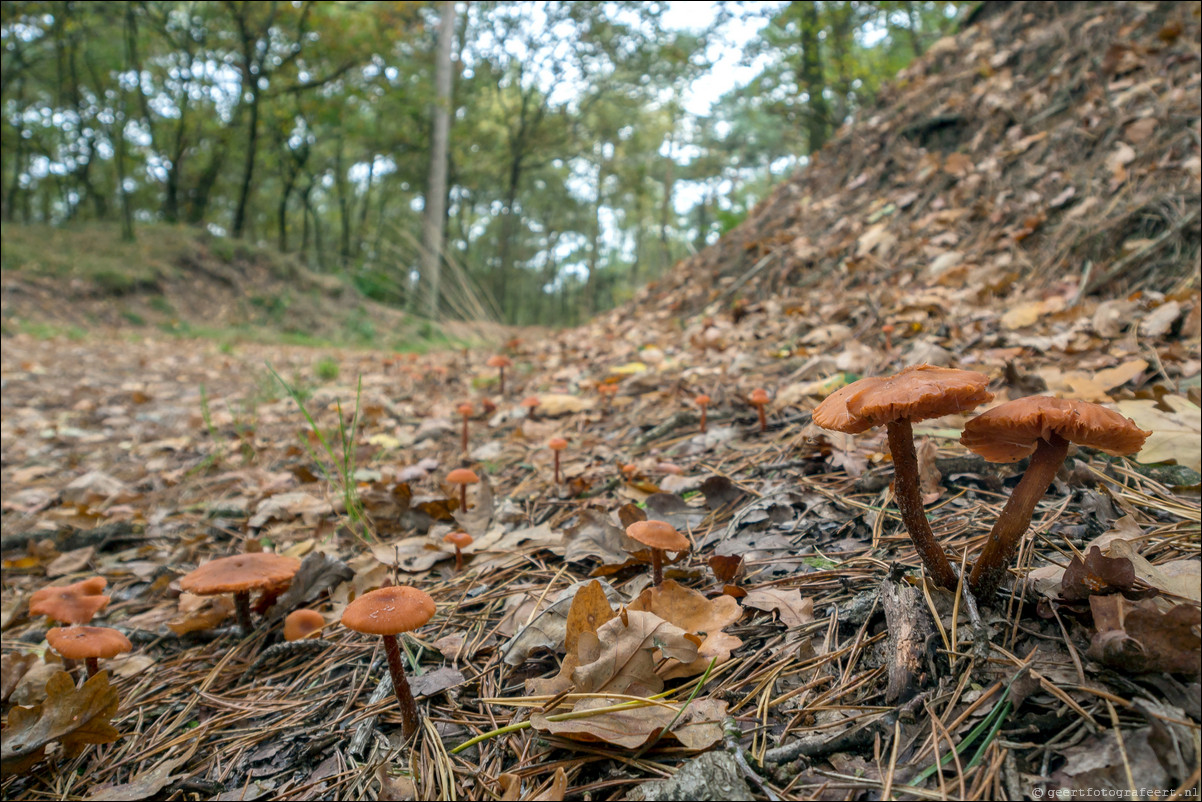 Pelgrimspad: Drunen - Den Bosch - Vught